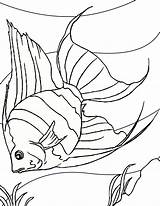 Coloring Angelfish Océano Resultado sketch template