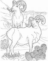 Coloring Sheep Desert Pages Bighorn Dall Animals Printable Ram Drawing Animal Sheets Adult Main Mountain Books Colouring Big Designlooter Horn sketch template
