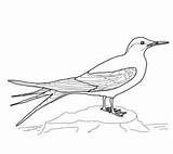 Coloring Tern sketch template