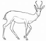 Springbok Coloring Antelope African Pages Kudu Woodland sketch template