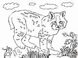 Bobcat Coloring Pages Cute Printable Drawing Color Bobcats Realistic Getcolorings Getdrawings Supercoloring Print Clipart Categories Silhouettes sketch template