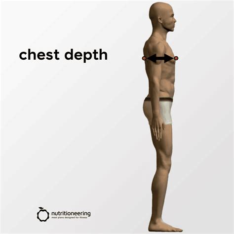 average male chest size  height percentiles nutritioneering