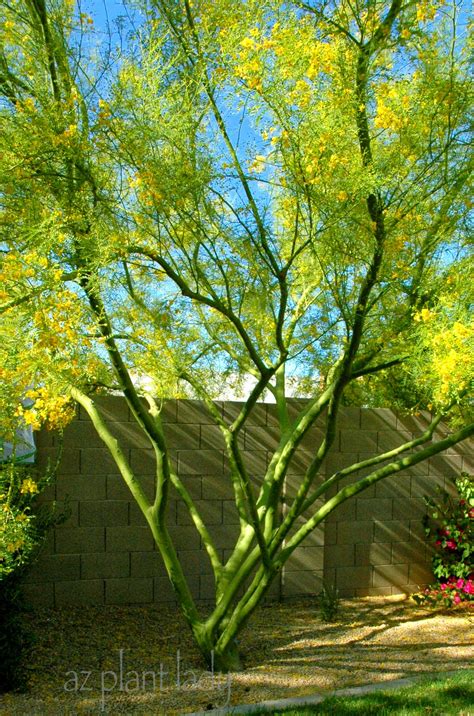 a palo verde tree that rises above the rest ramblings