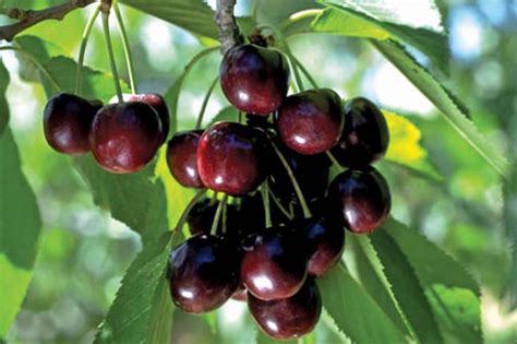 cherry ‘black tartarian”