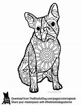 Coloring Pages Boston Shepherd Terrier German Endangered Australian Dog Species Massacre Adult Book Sheets Color Getcolorings Mastiff Highland West Realistic sketch template