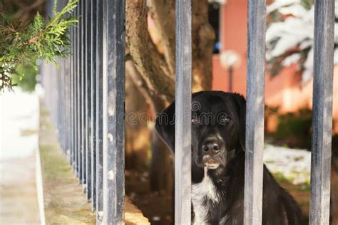 black  mongrel sadly    fence   house dog