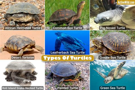 types  turtles  pictures list  interesting turtle species