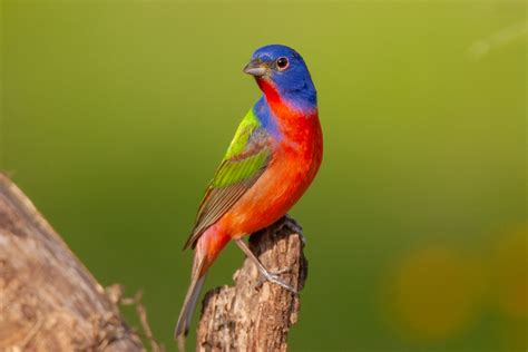 indulge   brilliance   painted bunting witness  worlds