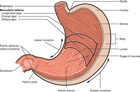 stomach anatomy  physiology ii