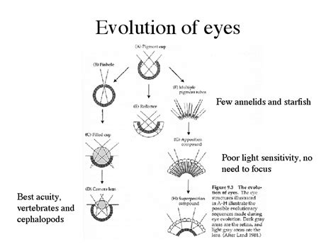 evolution  eyes