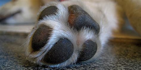 long      dogs torn paw pad  heal