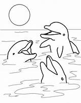 Dolphin Dolphins Cheerful sketch template