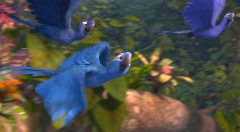Lady Macaw Rio Wiki Fandom Powered By Wikia