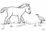 Horse Coloring Pages Foal Miniature Paint Horses Quarter Foals Drawing Mini Printable Bird Color Colorings Print Clipart Getdrawings Template sketch template