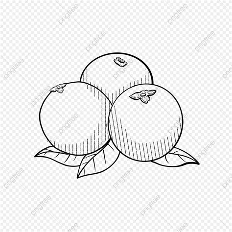 gambar oren hitam putih lukisan buah epal cikimm  sketsa kupu