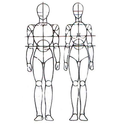 menggambar model manusia  mudah proporsi anatomi badan
