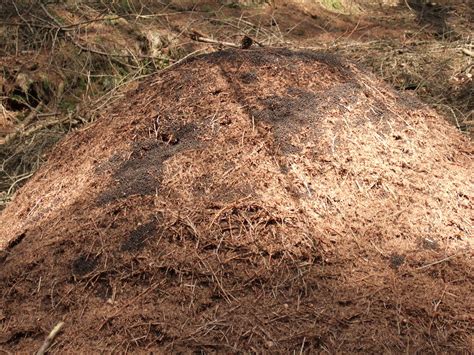 hairy wood ant mound dave flickr