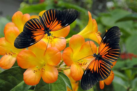 butterfly gardening learn  perennials  annuals attract