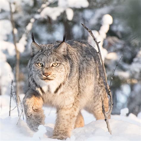 leaps  bounds winter   lynx yukon wildlife preserve