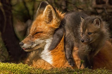 mother fox and kit photograph by steve dunsford