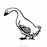 Ganso Goose Oca Anatra Pato Charlottes Ultracoloringpages Webstockreview sketch template