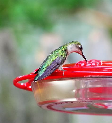 female ruby throated hummingbird  photo  freeimages