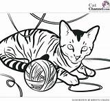 Coloring Cat Pages Tabby Realistic Cats Girl Calico Fat Printable Colouring Color Kitty Yarn Getcolorings Ball Print Butterfly Anime Cute sketch template