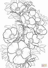 Cherokee Ausmalbilder Rosen Supercoloring Adults Imprimir Geranium Pobarvanke Designlooter Outlines Clipground Biene Hibiscus sketch template