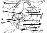Frog Anatomy Worksheet Biologycorner Dissection Coloring sketch template
