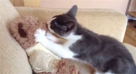 smudge the cat is kissing his teddy and he doesn t care who knows it metro news