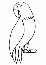 Parrot Papagal Colorat Desene Coloring Planse Papagaio Loros Pasari Imagini Papagalul Salbatice Papagayo Animale Papagali Parrots Imaginea Fise Cheie Cuvinte sketch template