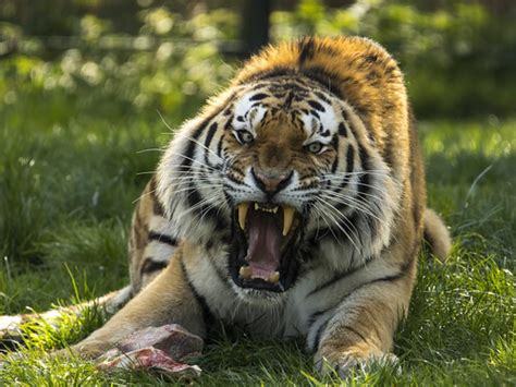 siberische tijger safaripark beekse bergen marian de neijs flickr
