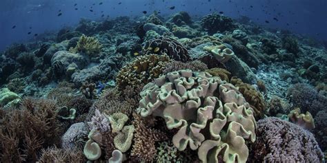 versauerung der meere ein todesstoss fuer viele korallen tazde