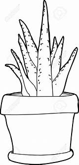 Aloe Profilo Pianta Getdrawings Pistola Fronte Disegno Vicino Tenuta sketch template