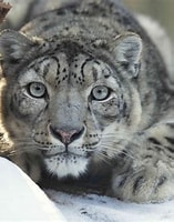 Image result for snowleopards. Size: 157 x 200. Source: www.treehugger.com