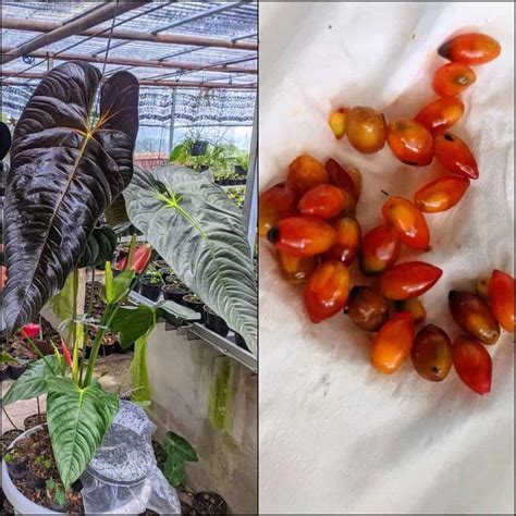 anthurium seeds harvesting buying growing guide plants craze
