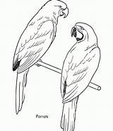 Coloring Bird Pages Kids Parrot Parrots Printable Sheet Birds Budgie Drawing Animal Galah Printables Print Simple Realistic Drawings Animals Pet sketch template