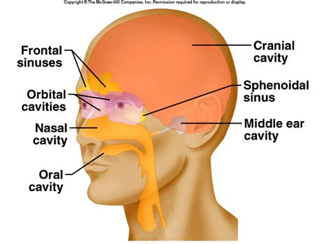 Separates The Oral And Nasal Cavities Gay And Sex