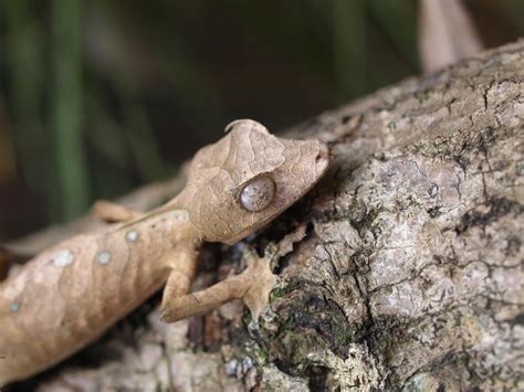 spearpoint leaf tailed gecko care amphibian care