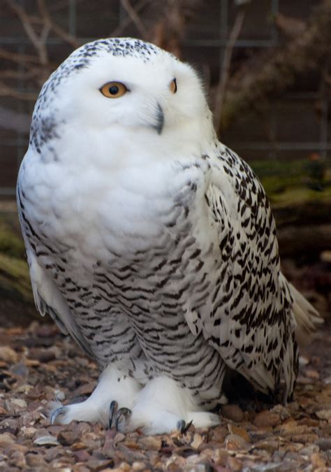 filesnowy owl jpg wikimedia commons