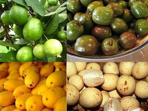 72 best images about filipino fruit on pinterest the