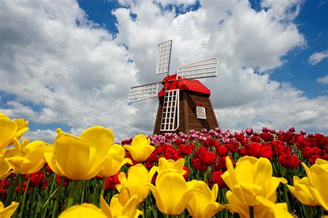 windmill  tulips  netherlands photo  fanpop