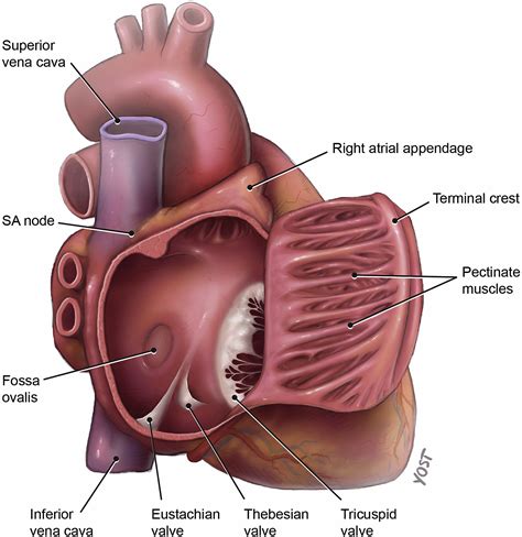 yost drawing internal view   atrium english labels anatomytool