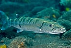 Afbeeldingsresultaten voor "sphyraena Barracuda". Grootte: 146 x 100. Bron: reeflifesurvey.com