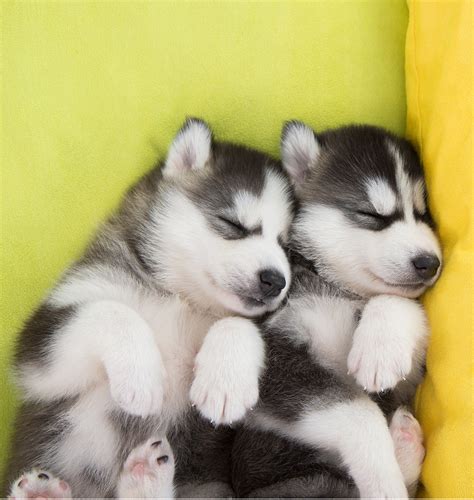 cute husky puppies cute puppies photo  fanpop