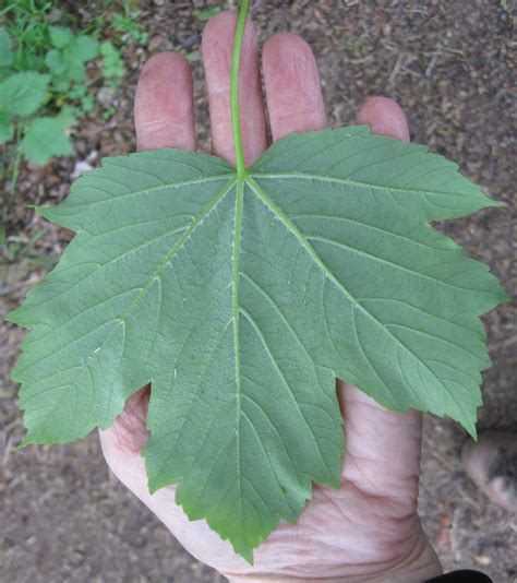 sycamore tree guide uk sycamore tree identification