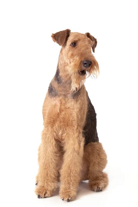 airedale terrier hunde