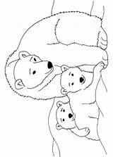 Colorare Disegni Orsi Orso Polare Animali Pianetabambini Altri sketch template