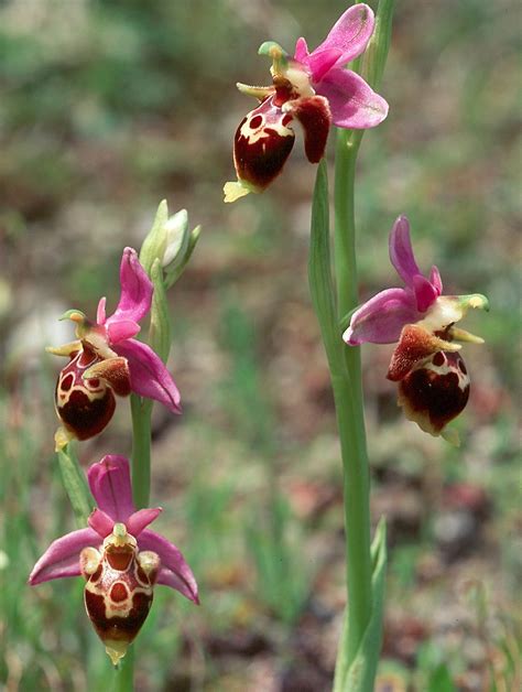 flower gallery ophrys