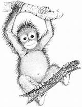 Orangutan Drawing Getdrawings Drawings sketch template